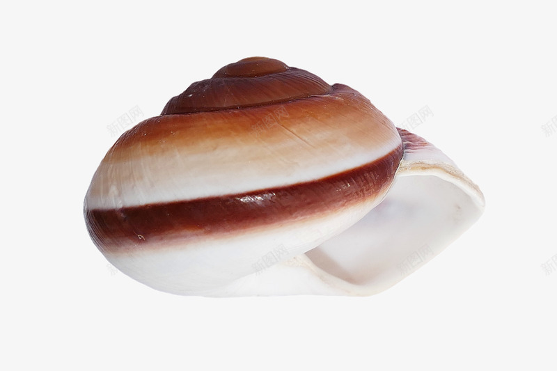 贝壳海白海滩自然海洋海岸海岸线生物海滨岸海边贝类甲png免抠素材_新图网 https://ixintu.com 贝壳海 白海滩 海滩 自然 海洋 海岸 海岸线 生物 海滨 海边 贝类