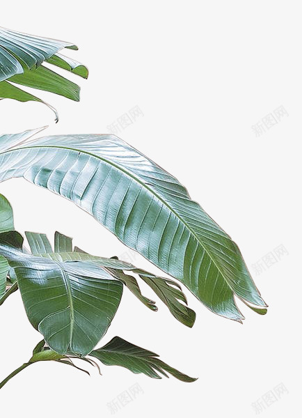 树叶1png免抠素材_新图网 https://ixintu.com 树叶