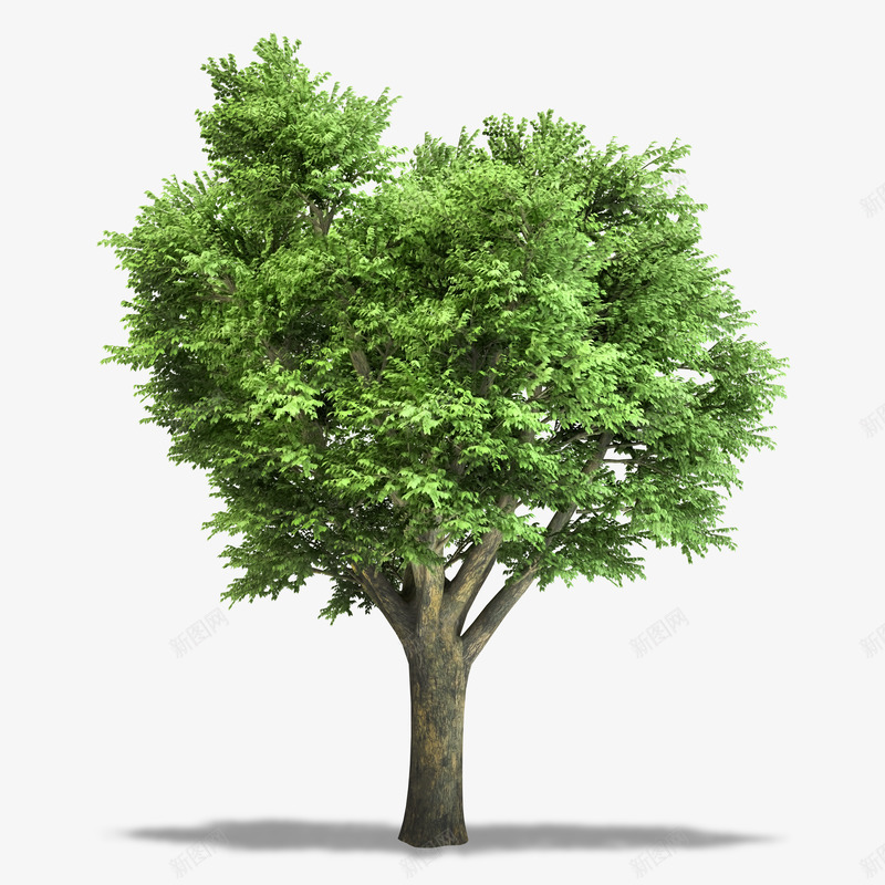 植物草绿叶大树叶子绿色植物盆栽QQ群6168691png免抠素材_新图网 https://ixintu.com 植物 草绿 绿叶 大树 叶子 绿色植物 盆栽