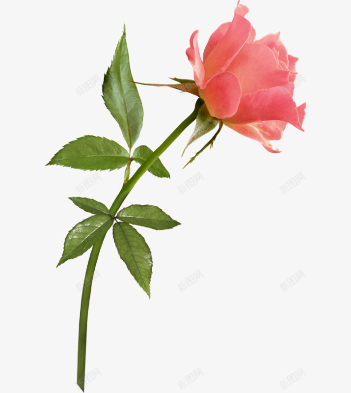 玫瑰花2png免抠素材_新图网 https://ixintu.com 玫瑰花
