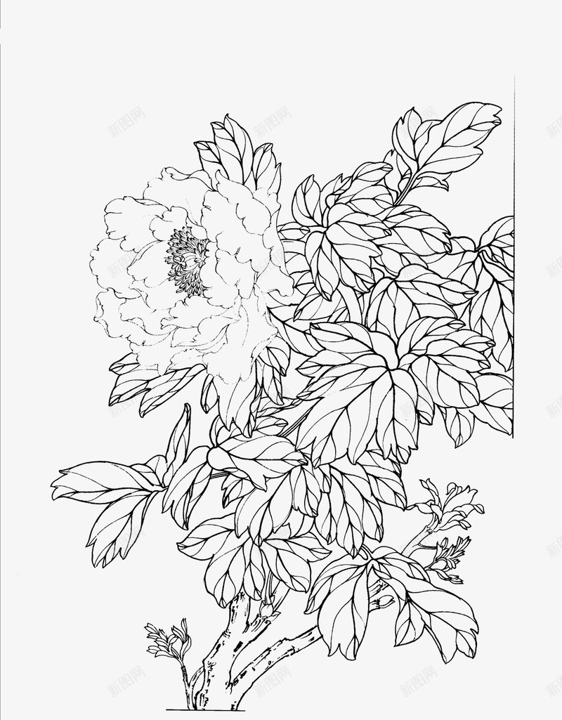 免扣白描工笔画花卉牡丹篇png免抠素材_新图网 https://ixintu.com 免扣 白描 工笔画 花卉 牡丹