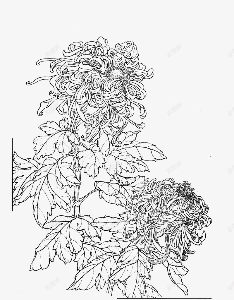 免扣白描工笔画花卉菊花篇png免抠素材_新图网 https://ixintu.com 免扣 白描 工笔画 花卉 菊花