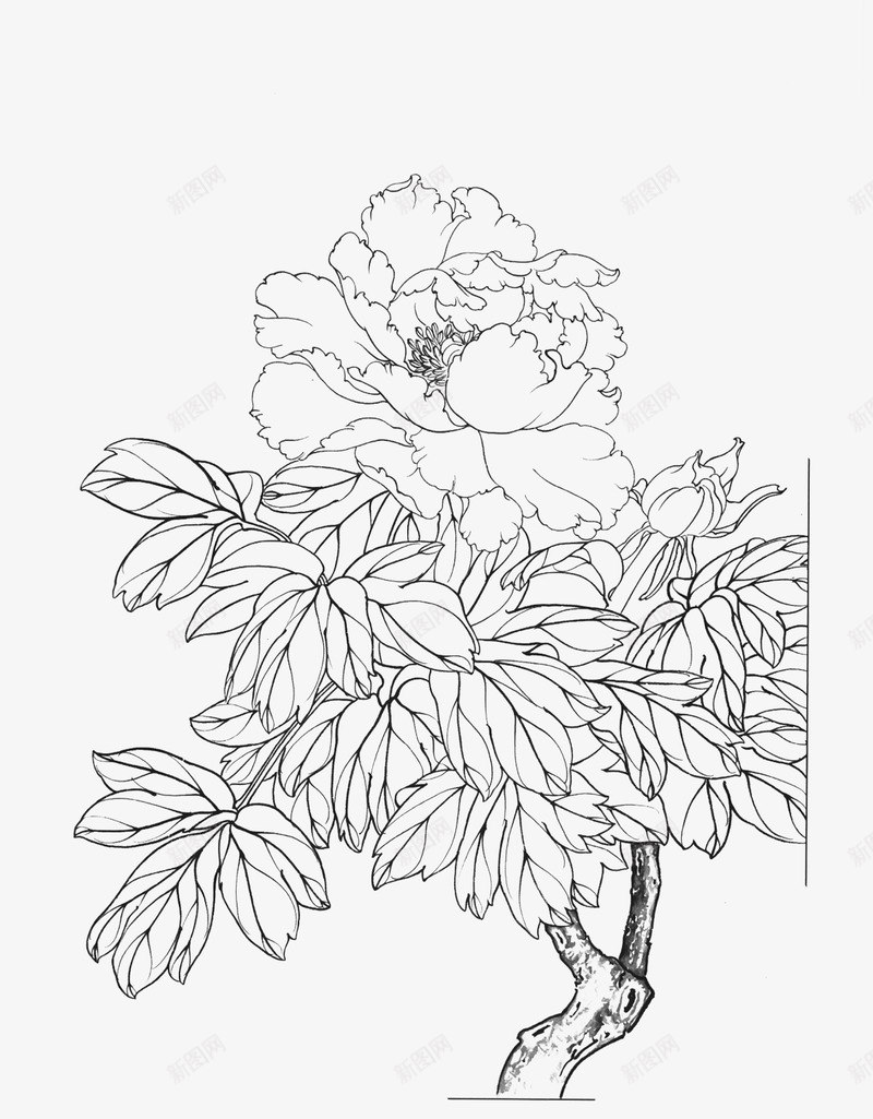 免扣白描工笔画花卉牡丹篇png免抠素材_新图网 https://ixintu.com 免扣 白描 工笔画 花卉 牡丹