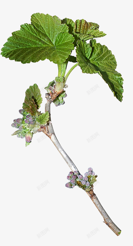 叶子花植物png免抠素材_新图网 https://ixintu.com 叶子 植物