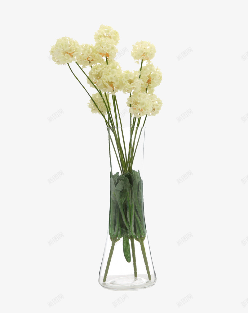红色玫瑰花枝免扣png免抠素材_新图网 https://ixintu.com 红色 玫瑰 玫瑰花 花枝 免扣