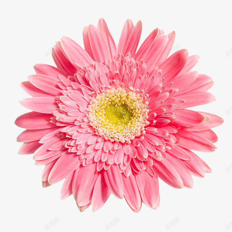 一朵菊花粉色花朵免扣透明png免抠素材_新图网 https://ixintu.com 一朵 菊花 粉色 花朵 免扣 透明