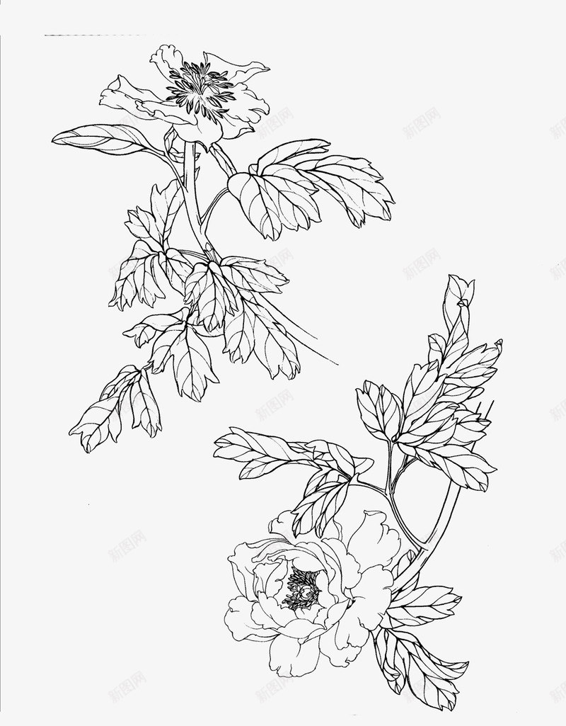 免扣白描工笔画花卉牡丹篇png免抠素材_新图网 https://ixintu.com 免扣 白描 工笔画 花卉 牡丹