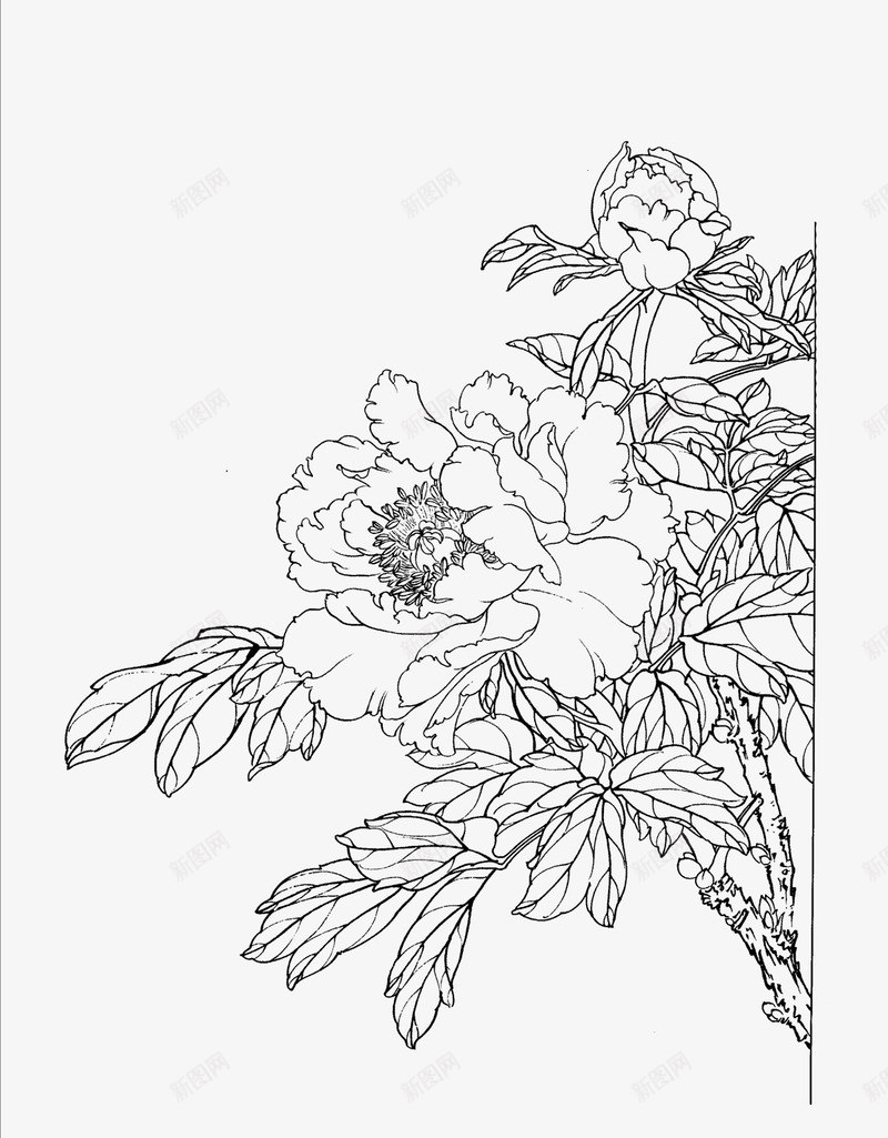免扣白描工笔画花卉牡丹篇png免抠素材_新图网 https://ixintu.com 免扣 白描 工笔画 花卉 牡丹