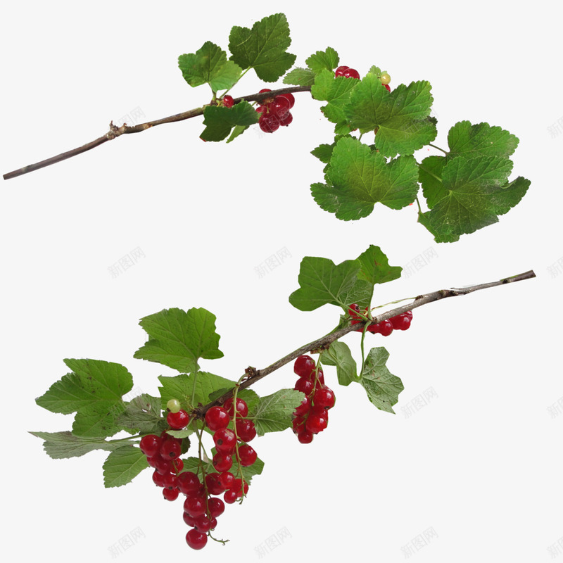 叶子花植物png免抠素材_新图网 https://ixintu.com 叶子 植物