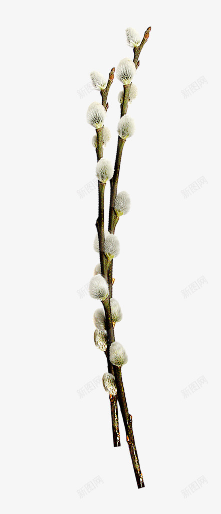 叶子花植物png免抠素材_新图网 https://ixintu.com 叶子 植物
