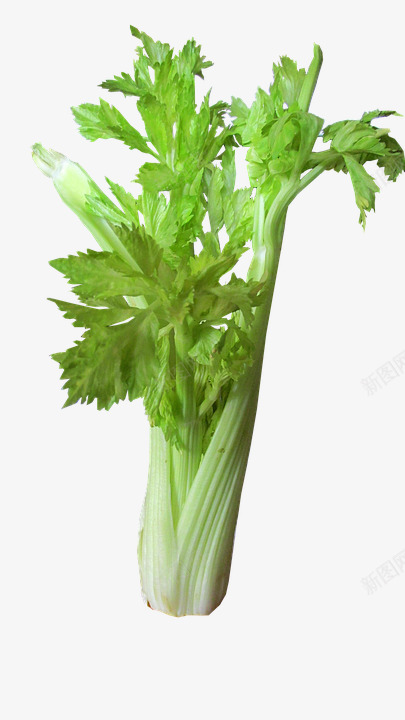 蔬菜芹菜切出png免抠素材_新图网 https://ixintu.com 蔬菜 芹菜 切出