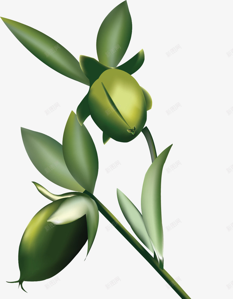 荷荷巴霍霍巴png免抠素材_新图网 https://ixintu.com 荷荷 霍霍