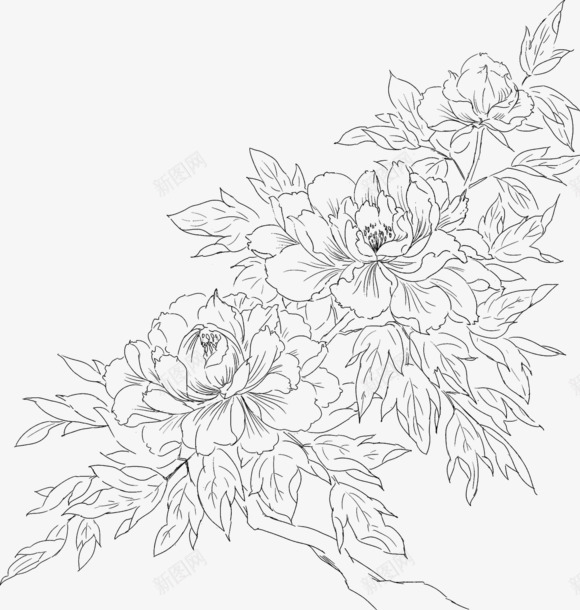 素描花1png免抠素材_新图网 https://ixintu.com 素描