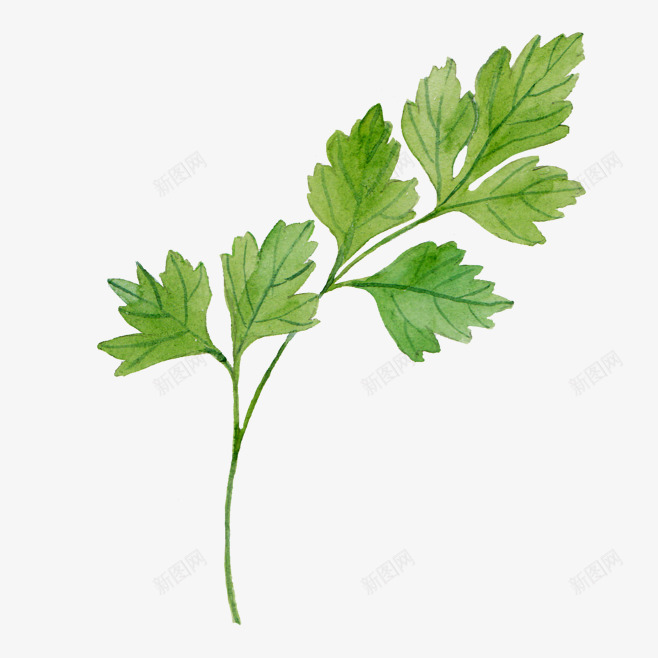 艾草1png免抠素材_新图网 https://ixintu.com 艾草