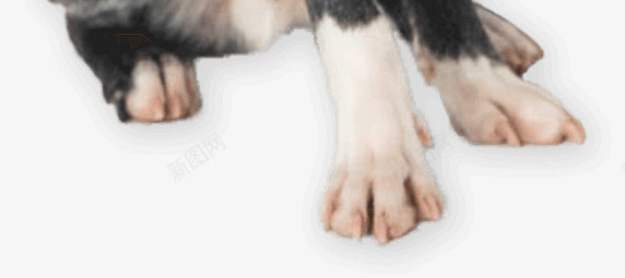 nowa毎日想nowanowa犬毎日大切想方犬生涯png_新图网 https://ixintu.com 毎日 想犬 大切 方犬 生涯