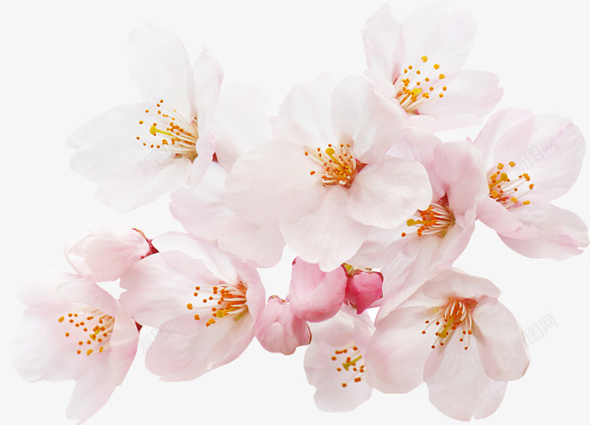 花朵花瓣桃花1png免抠素材_新图网 https://ixintu.com 花朵 花瓣 桃花
