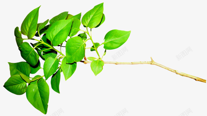 树枝绿叶绿色植物png免抠素材_新图网 https://ixintu.com 树枝 绿叶 绿色植物