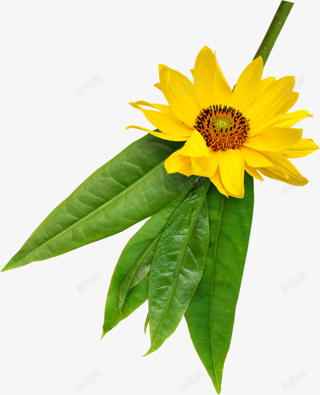 花朵二十xcbwuyi6565wuyipng_新图网 https://ixintu.com 花朵 二十