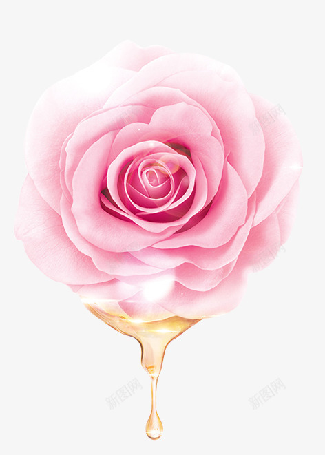 花朵精华droppng免抠素材_新图网 https://ixintu.com 花朵 精华