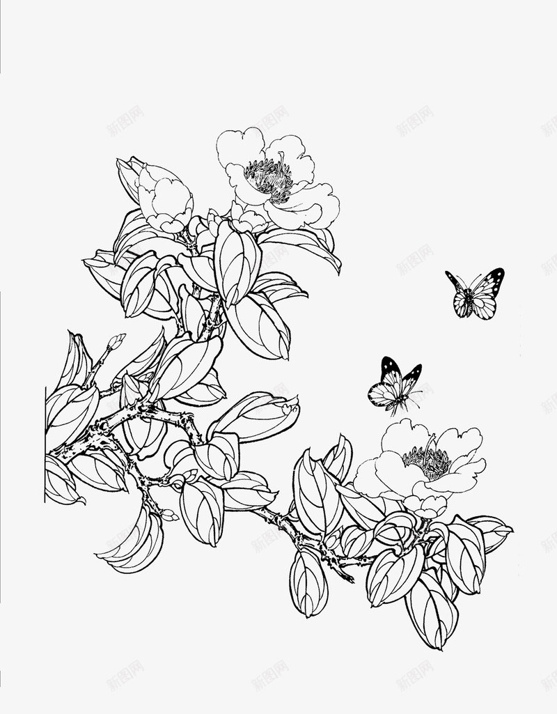 免扣白描工笔画花卉茶花篇png免抠素材_新图网 https://ixintu.com 免扣 白描 工笔画 花卉 茶花