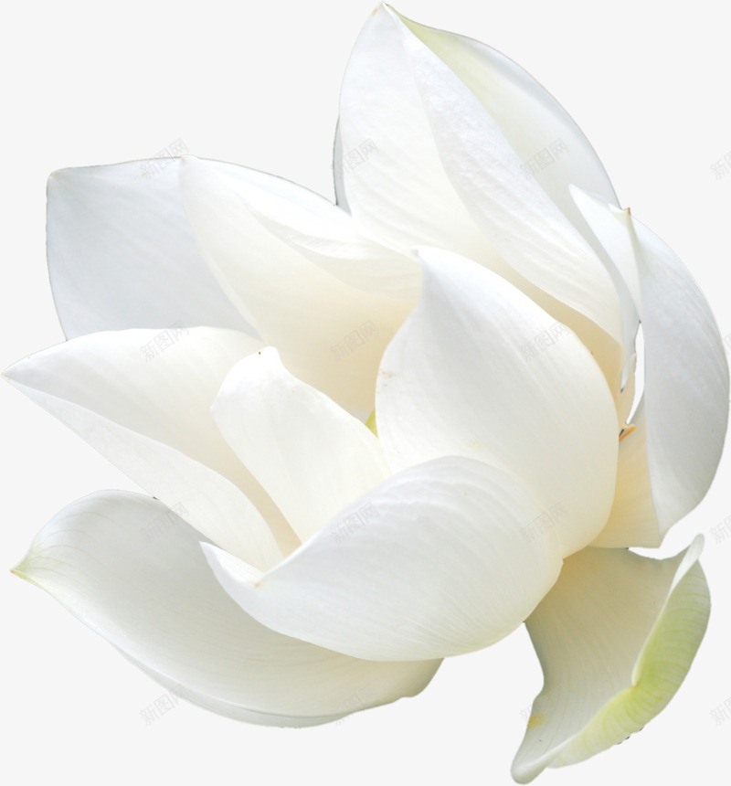 化妆品装饰小白花png免抠素材_新图网 https://ixintu.com 化妆品 装饰 小白 白花