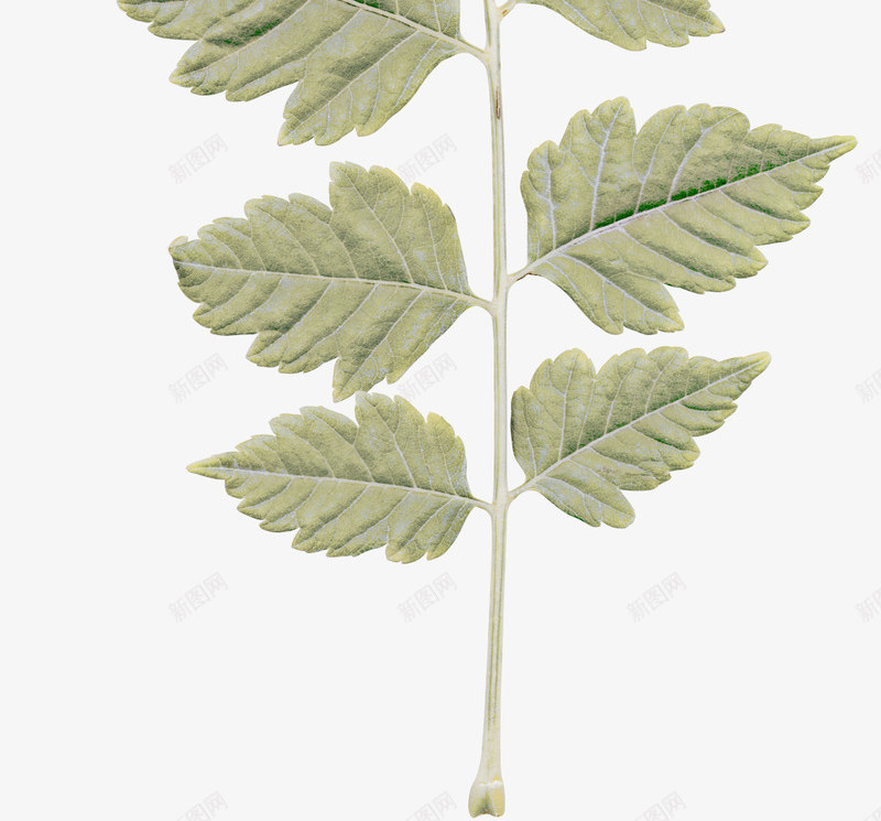 欧式复古古典唯美花卉纹理蕾丝图案手账设计PS91png免抠素材_新图网 https://ixintu.com 欧式 复古 古典 唯美 花卉 纹理 蕾丝 图案 手账 设计