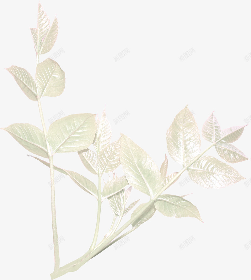 唯美欧式复古纹理鸽子花卉婚礼装饰图案手账4png免抠素材_新图网 https://ixintu.com 唯美 欧式 复古 纹理 鸽子 花卉 婚礼 装饰 图案 手账