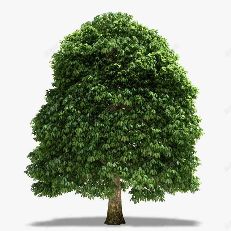 植物草绿叶大树叶子绿色植物盆栽QQ群6168691png免抠素材_新图网 https://ixintu.com 植物 草绿 绿叶 大树 叶子 绿色植物 盆栽
