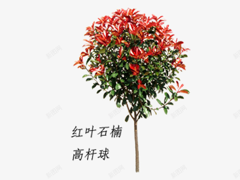 红叶石楠高杆png免抠素材_新图网 https://ixintu.com 红叶 石楠高