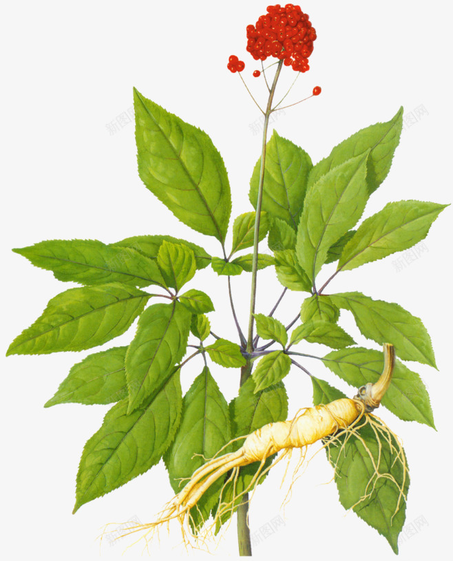 药草中药png免抠素材_新图网 https://ixintu.com 药草 中药