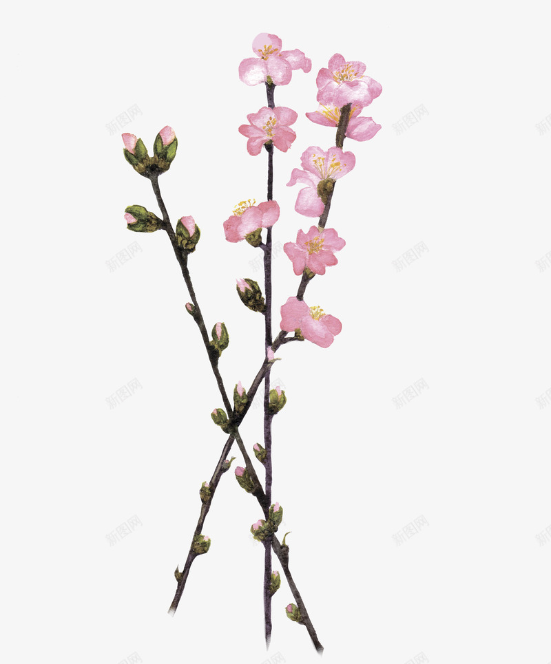 水彩手绘植物叶子绿色春夏海报免扣PSAI平面设计png免抠素材_新图网 https://ixintu.com 水彩 手绘 植物 叶子 绿色 春夏 海报 免扣 平面设计