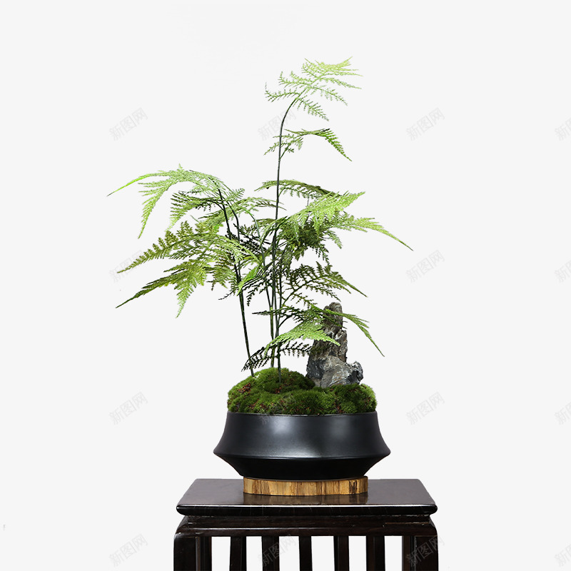 中式仿真文竹植物微景观造景花几书房茶艺室案头软装饰png免抠素材_新图网 https://ixintu.com 中式 仿真 文竹 植物 景观 造景 书房 茶艺 案头 装饰