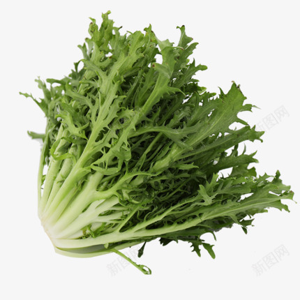 壹香苦细叶250g新鲜苦菊苦苣菜生菜蔬菜沙拉食材色png免抠素材_新图网 https://ixintu.com 减肥餐 壹香 新鲜 沙拉 生菜 苦细叶 苦苣 苦菊 蔬菜 食材色