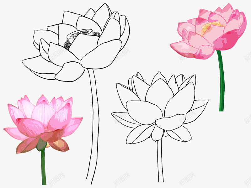 各式花卉花朵叶子线稿上色稿手稿集来源公众号旭旭莲花png免抠素材_新图网 https://ixintu.com 各式 花卉 花朵 叶子 线稿 上色 手稿 来源 公众 号旭 莲花