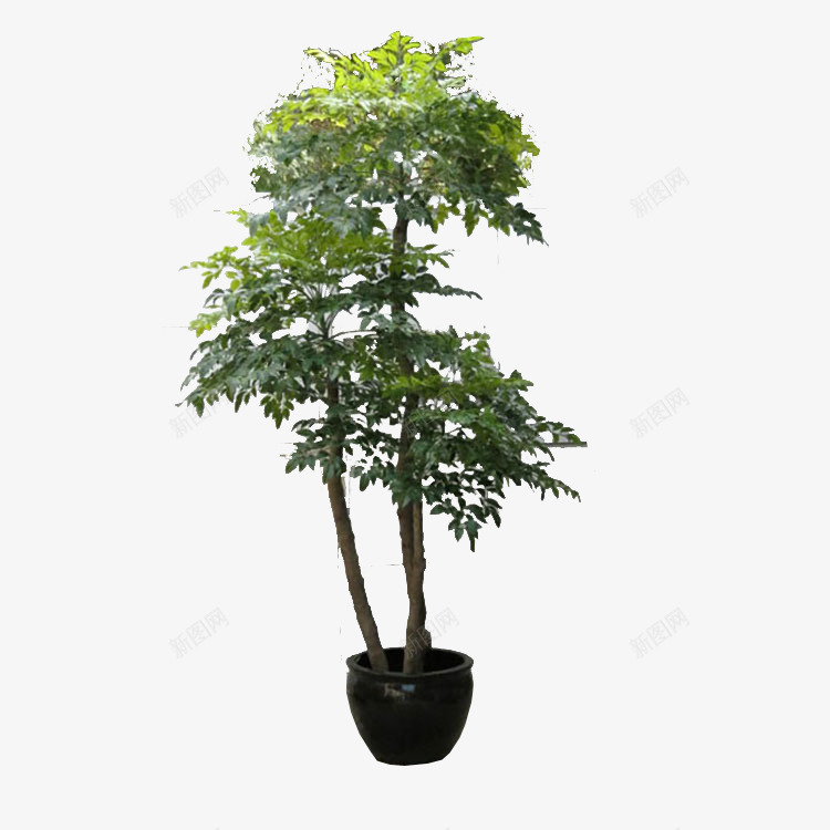富贵树png免抠素材_新图网 https://ixintu.com 富贵