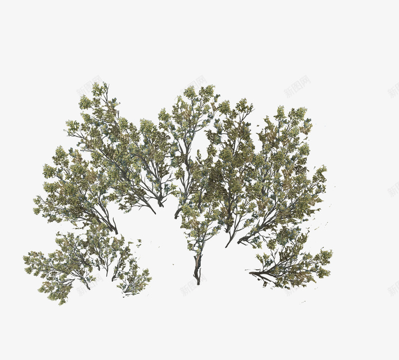 d通用植物沙枣树提交2png免抠素材_新图网 https://ixintu.com 通用 植物 沙枣 枣树 提交