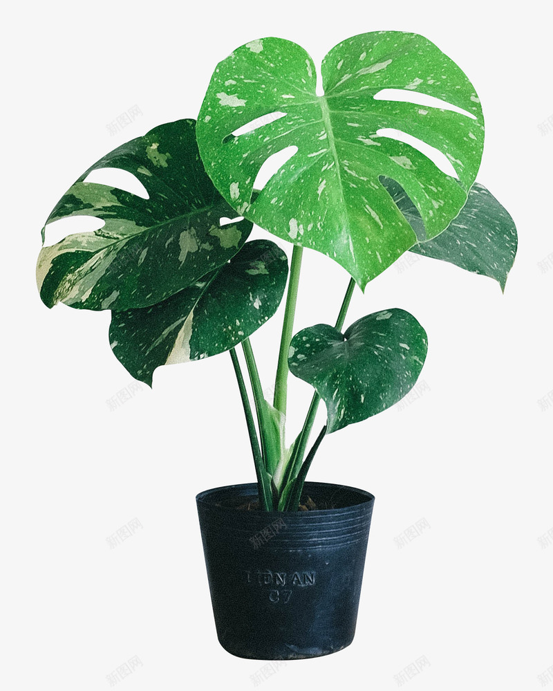 盆栽绿植大叶盆栽png免抠素材_新图网 https://ixintu.com 盆栽 绿植 大叶