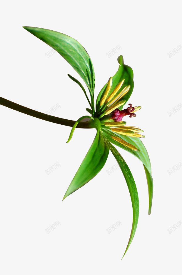 七叶一枝花1111png免抠素材_新图网 https://ixintu.com 七叶 一枝