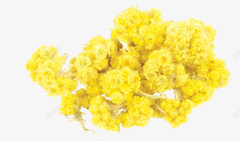 蜡菊菊花png免抠素材_新图网 https://ixintu.com 法国蜡菊 菊花 蜡菊