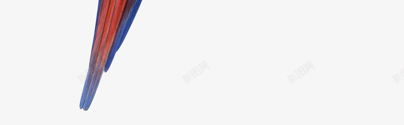 透明鹦鹉鸟png免抠素材_新图网 https://ixintu.com 透明 鹦鹉
