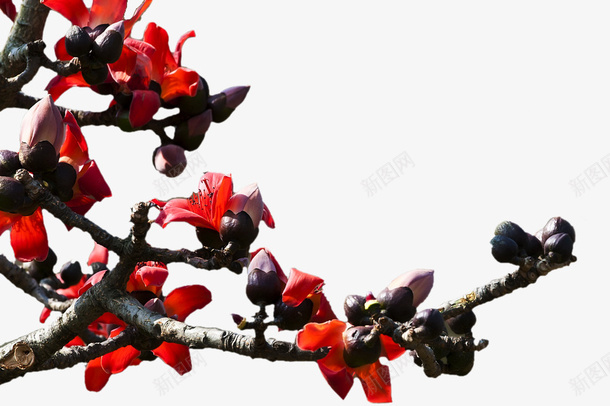攀枝花枝头花束png免抠素材_新图网 https://ixintu.com 攀枝花 枝头 花朵 png
