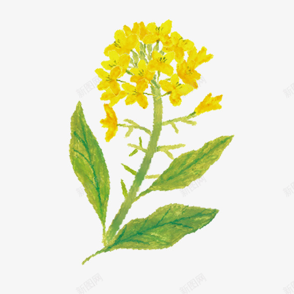 手绘油菜花png免抠素材_新图网 https://ixintu.com 手绘油菜花 油菜花 花 绿色 手绘 植物 插画 花纹 底纹 装饰