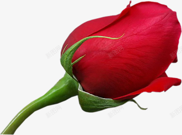 玫瑰花的花苞png免抠素材_新图网 https://ixintu.com 含苞待放的玫瑰 玫瑰花 花 花瓣 花苞