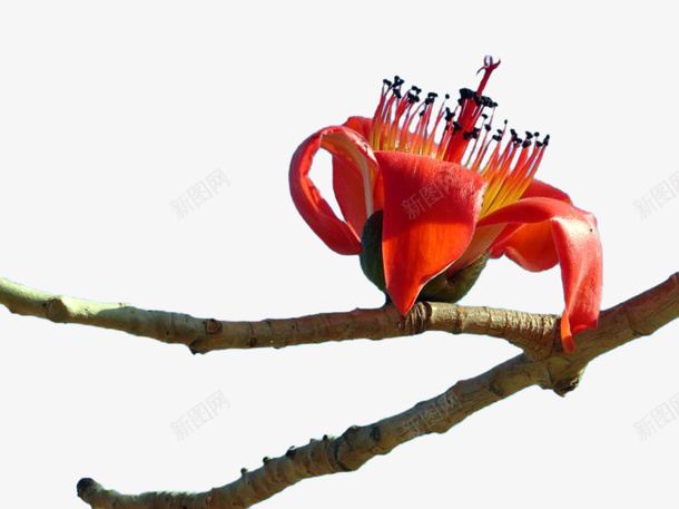 攀枝花花朵图片png免抠素材_新图网 https://ixintu.com 攀枝花 png 免抠图 花朵