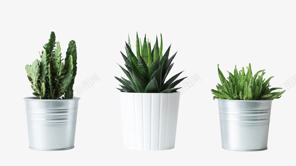 仙人掌芦荟室内绿色植物盆栽png免抠素材_新图网 https://ixintu.com 仙人掌盆栽 芦荟盆栽 绿色盆栽 白色花盆