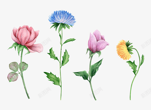 各色水彩花瓣png免抠素材_新图网 https://ixintu.com 水彩 花瓣 插画 免扣