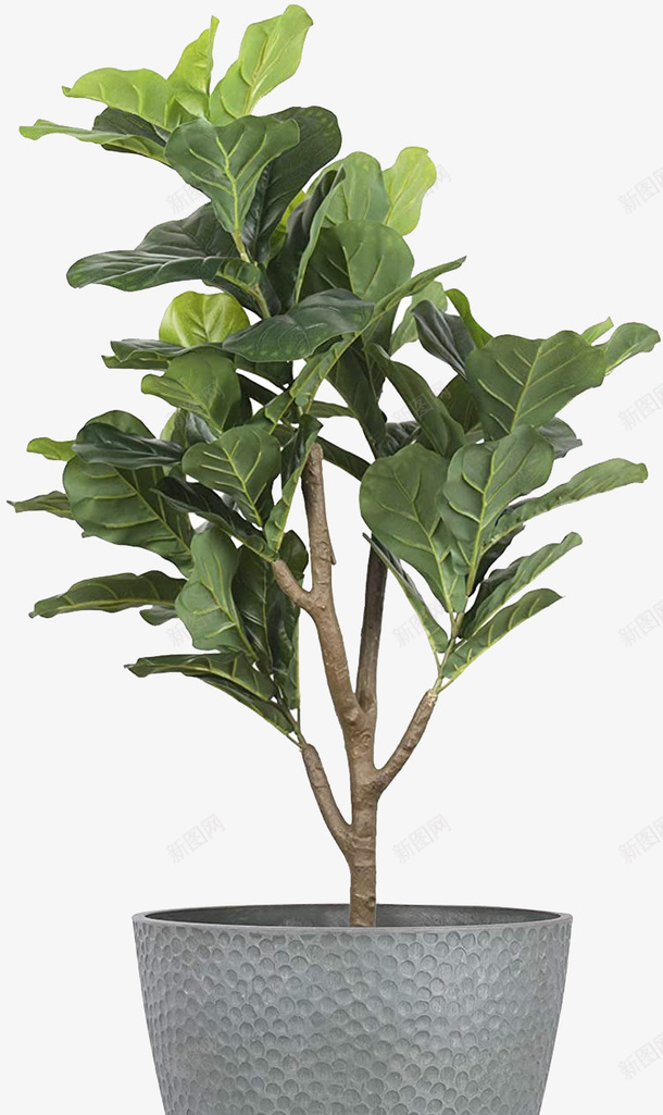 室内大型绿植盆栽png免抠素材_新图网 https://ixintu.com 室内 盆栽 大型 绿色植物