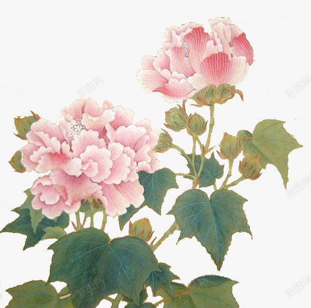 芙蓉花png免抠素材_新图网 https://ixintu.com 芙蓉