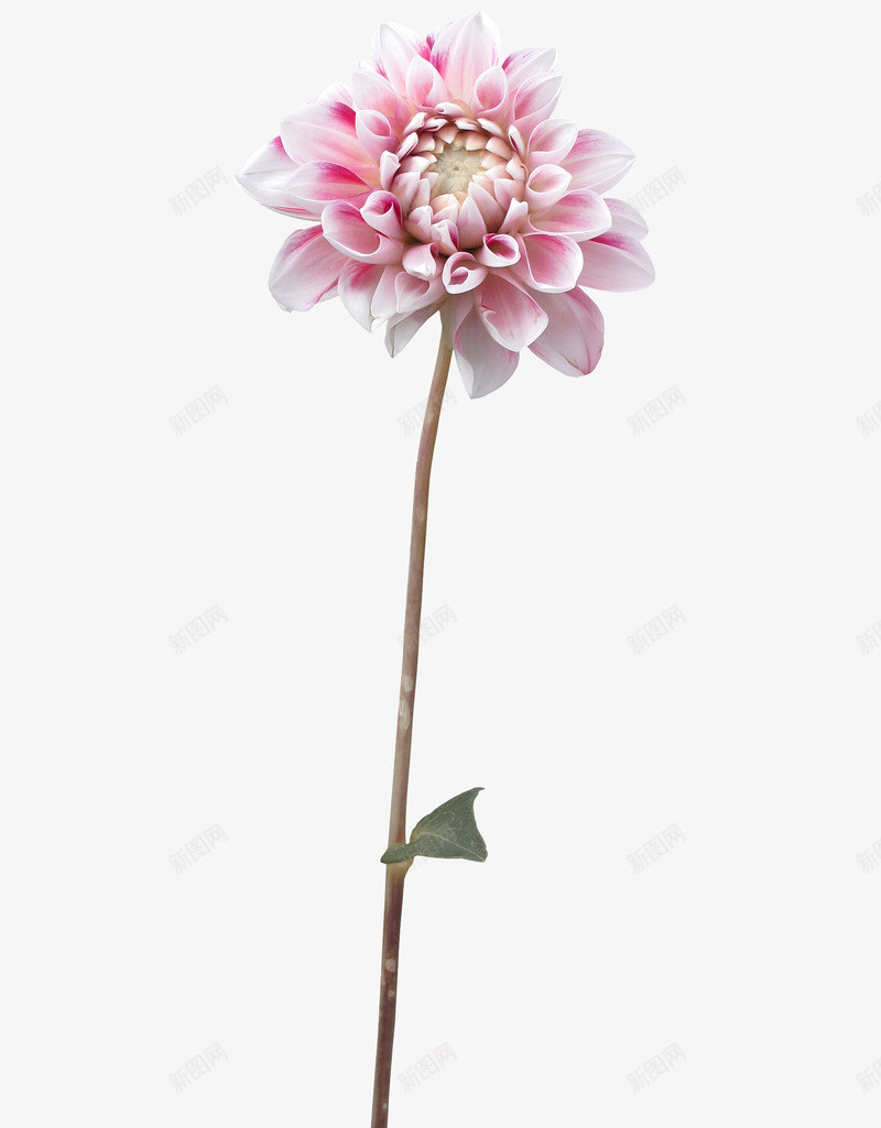 大丽花2png免抠素材_新图网 https://ixintu.com 大丽