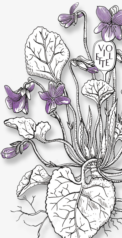 Diptyque花园png免抠素材_新图网 https://ixintu.com 花园